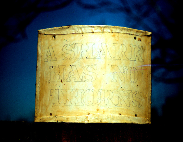 A Shark has no Thorns